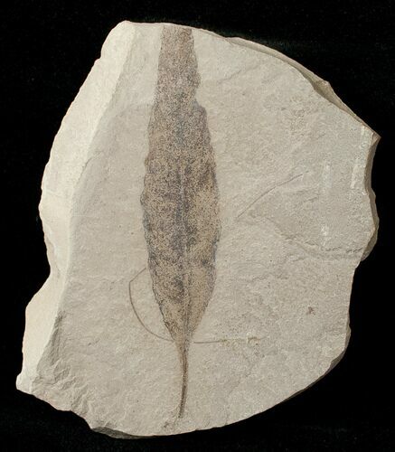 Fossil Populus Leaf - Green River Formation #16289